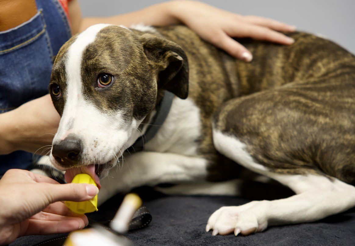 Best Age to Spay or Neuter Your Pet