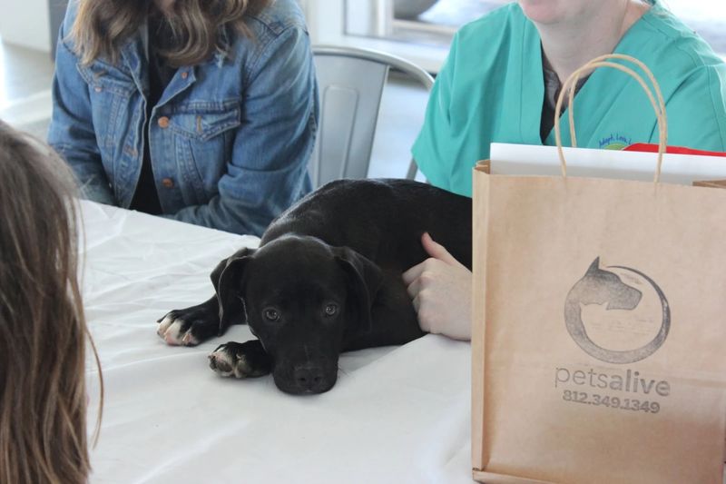 A calm black puppy resting on the check-in table beside a branded Pets Alive bag
