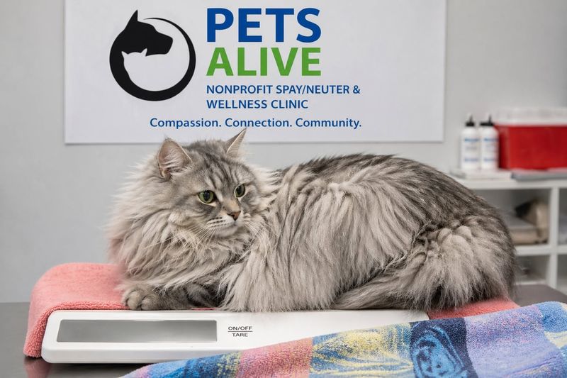 A long-haired gray cat lying calmly on a scale at the Pets Alive clinic, in front of a sign reading Compassion. Connection. Community.