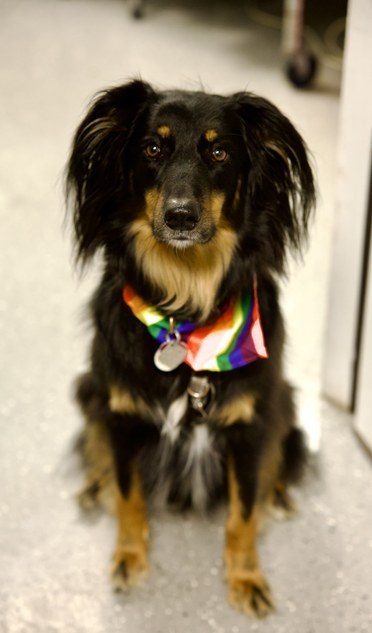 A long-haired black and tan dog wearing a rainbow bandana