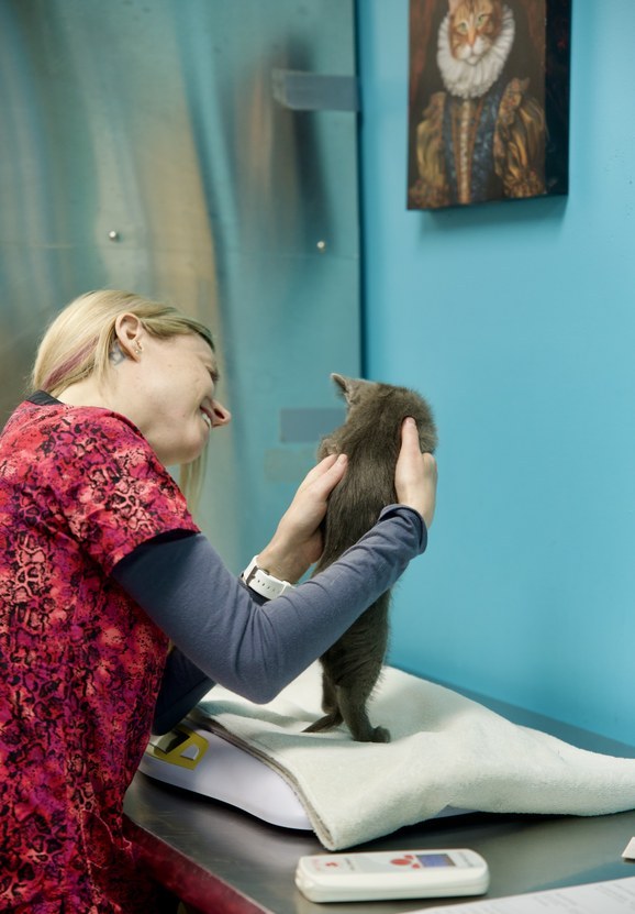 Kari smiling while holding a gray kitten in the feline recovery room