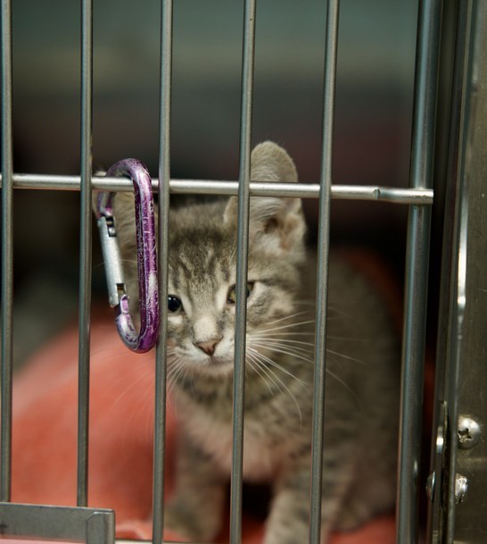 A tabby kitten peeking through the bars of a recovery kennel