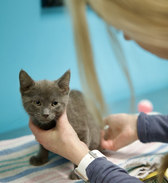 A gray kitten being gently steadied on a striped towel