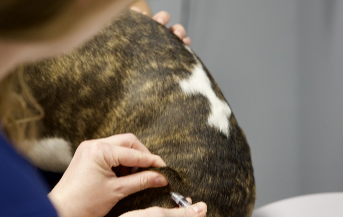 A close-up of a vaccination being administered with careful hands