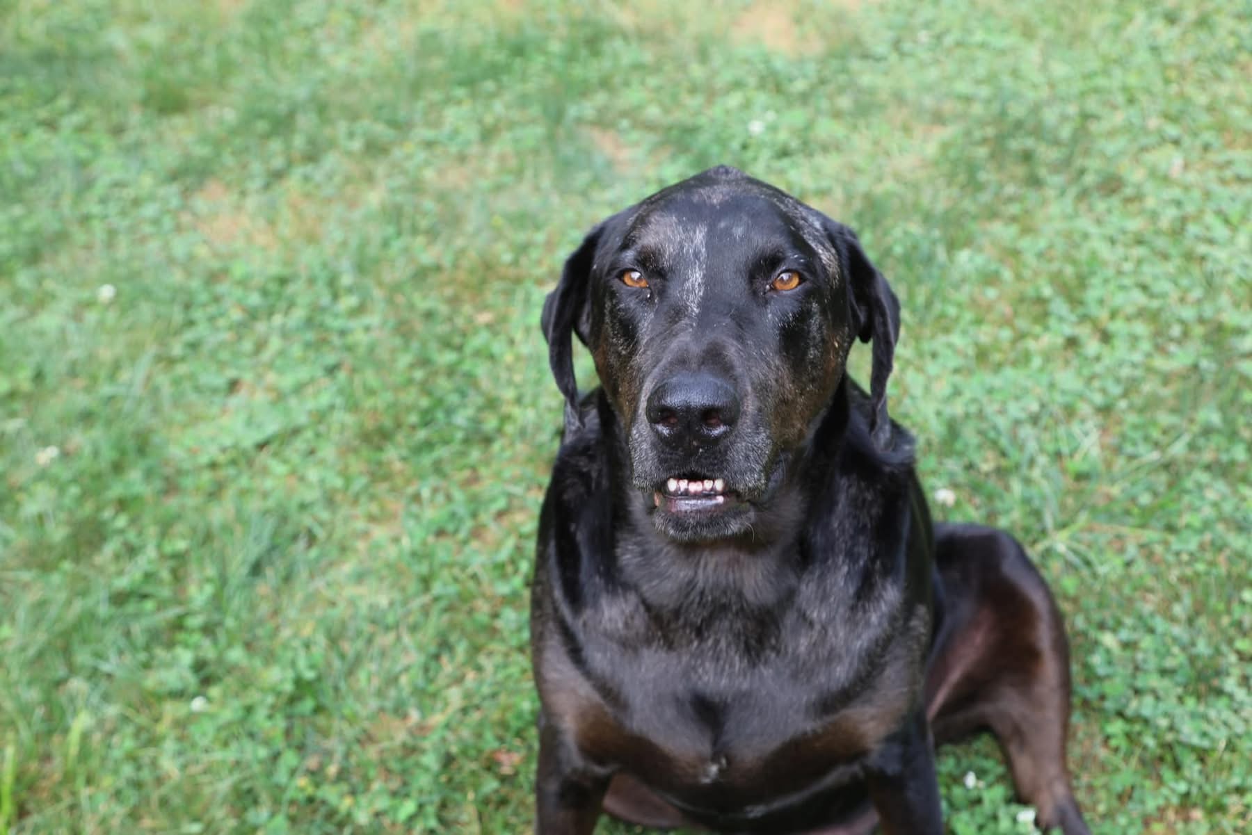 Image for Why Vets Charge $600+ for Spay/Neuter (And How We Do It for $90)