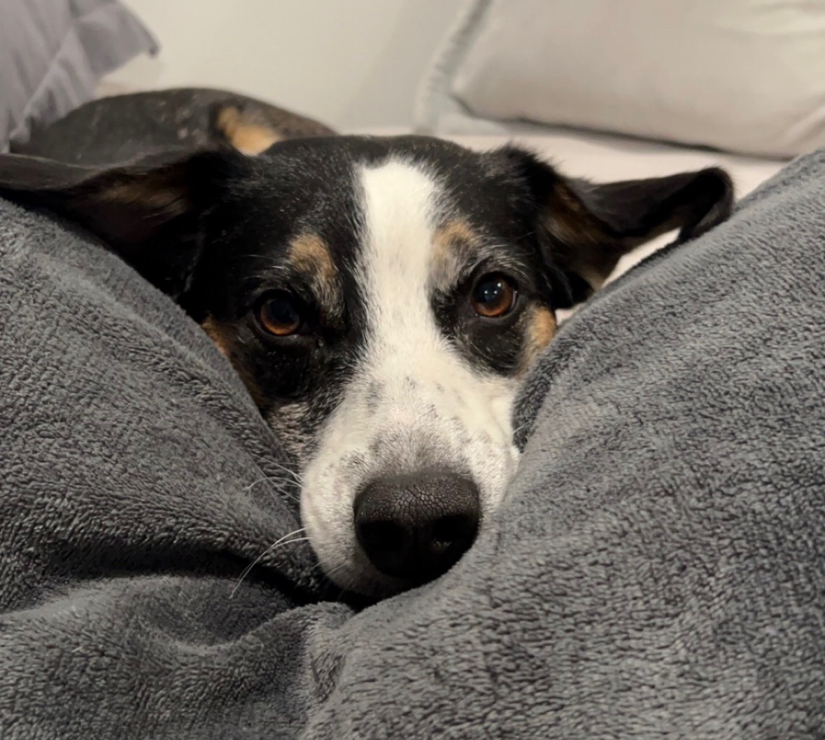 Image for How to Prepare Your Pet for Spay or Neuter Surgery