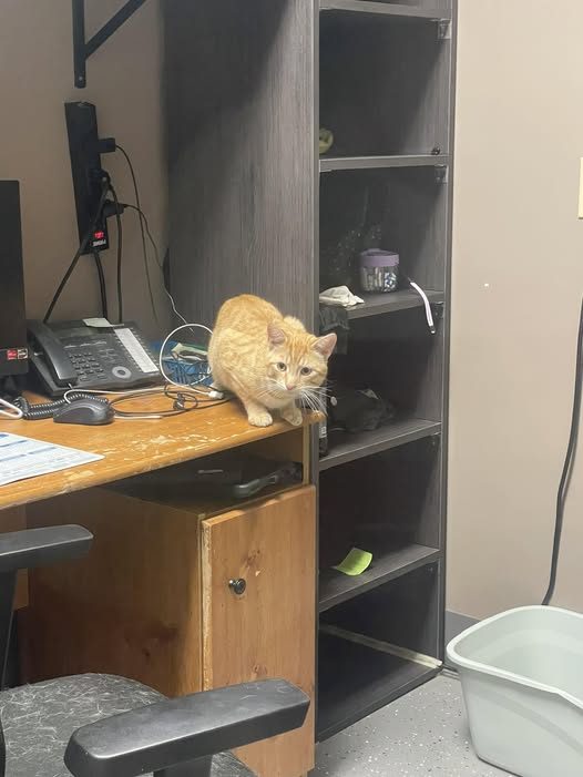 Ray J, an orange tabby cat, crouched on an office desk safely inside the clinic after a month in the woods