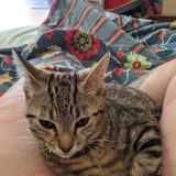 A brown tabby kitten curled up on a lap