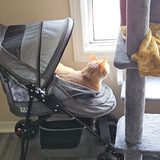 Thomas O'Malley, an orange cat, lounging in his pet stroller by a window
