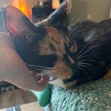 A calico cat leaning into a gentle chin scratch