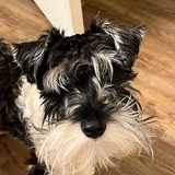 A black and silver mini schnauzer looking up at the camera