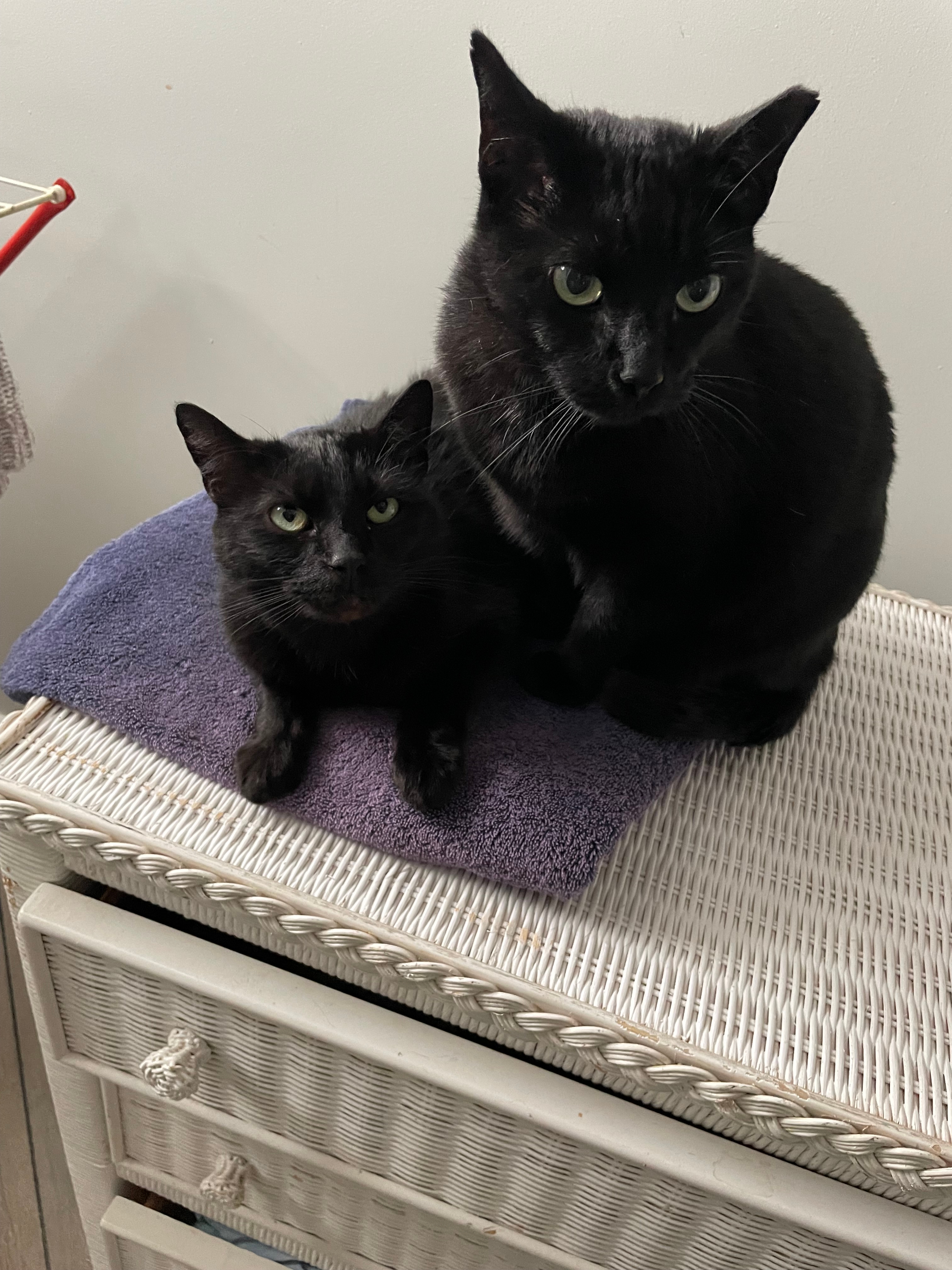 Photo of Feral Cat TNR Program service