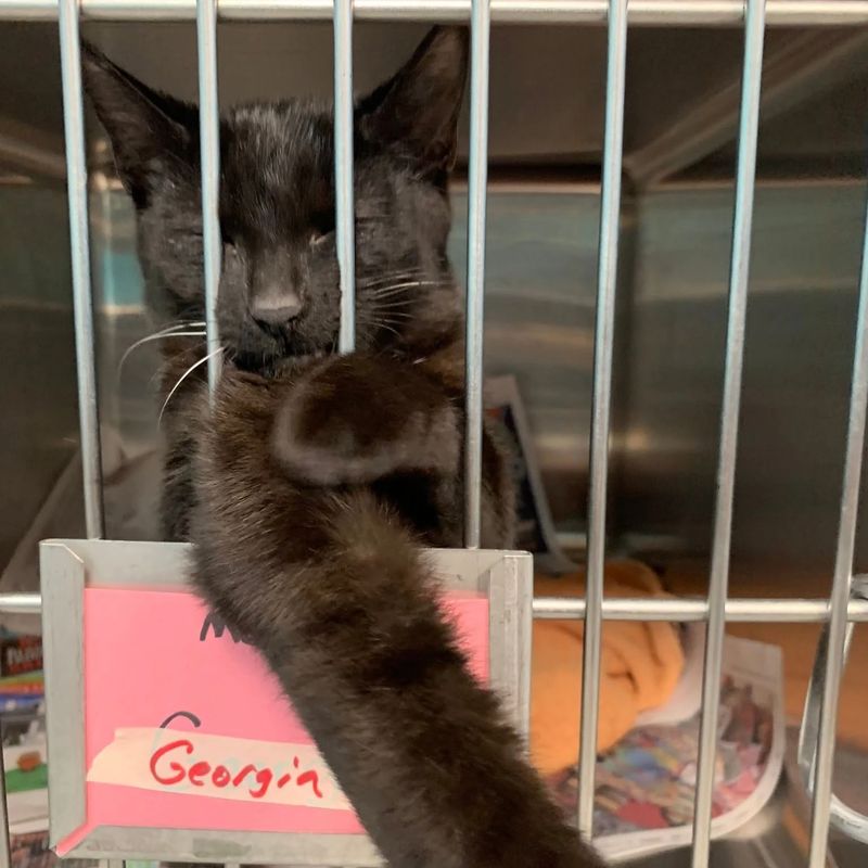 Georgia, a black community cat, reaching a paw through her recovery kennel door at the clinic