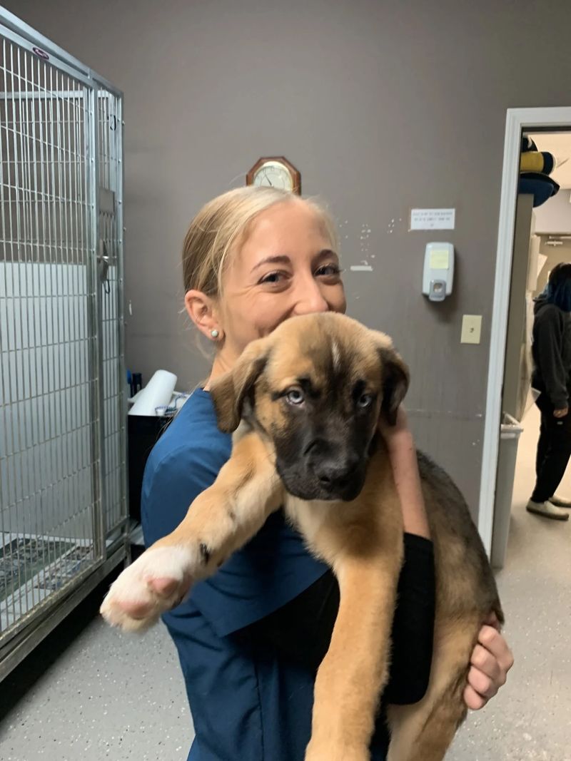 A smiling Pets Alive team member holding a large tan puppy in the clinic