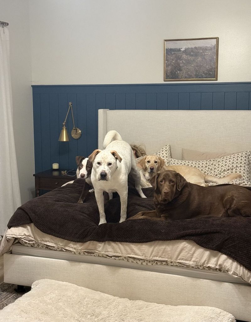 Five dogs of all sizes piled together on a bed at home